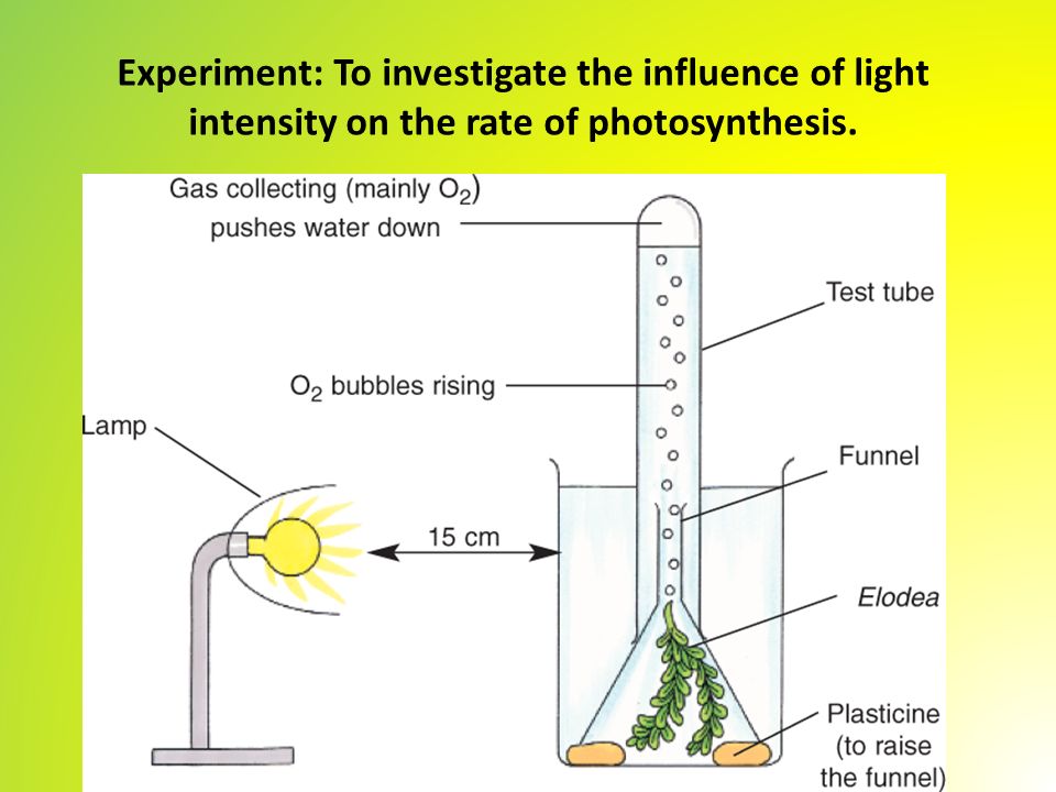 Investigating the rate of photosynthesis by
